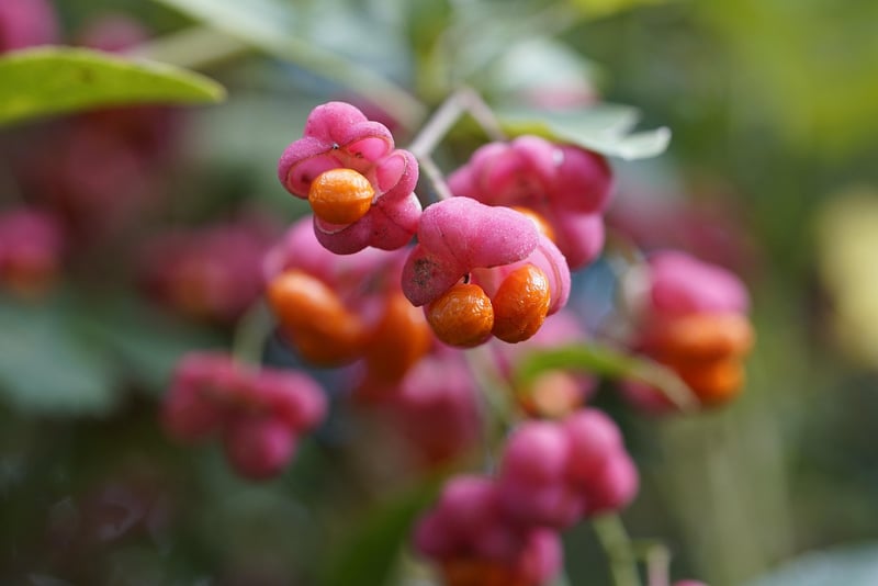 Sorbet